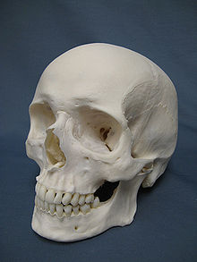 220px-caucasian_human_skull.jpg